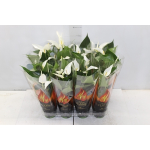 ANTHURIUM BANDEROLA CAVA P09