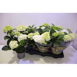 arr8 Hydr M Schneeball