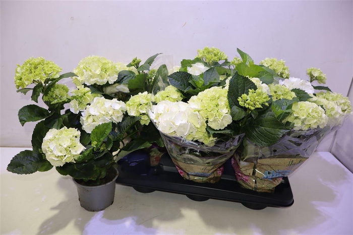 <h4>Hydr M Schneeball</h4>