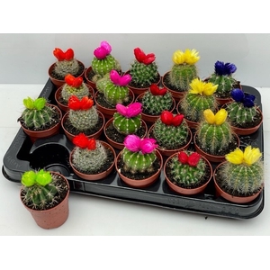CACTUS VERSIERD