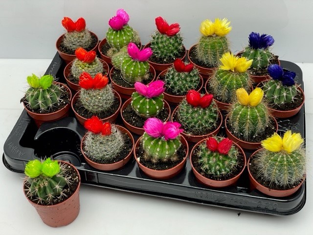 <h4>CACTUS VERSIERD</h4>