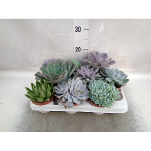 Echeveria   ...mix