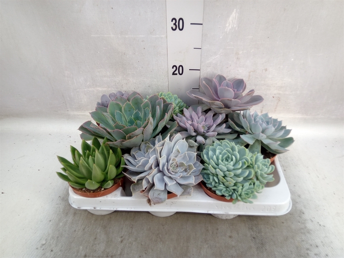 <h4>Echeveria   ...mix</h4>