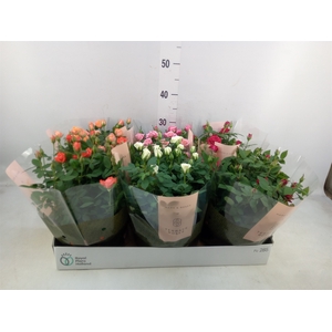 Rosa  'Kordana'   ...mix