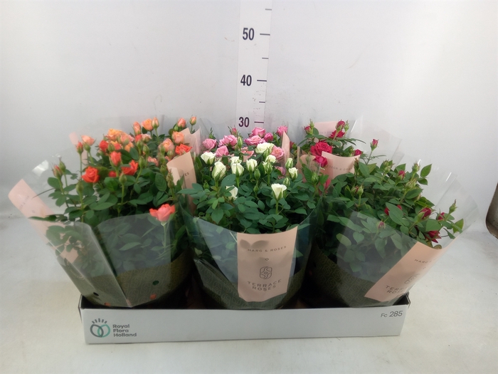 <h4>Rosa  'Kordana'   ...mix</h4>