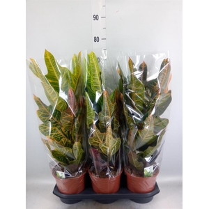 Codiaeum var. GR 'Excellent'