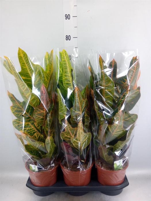 <h4>Codiaeum var. GR 'Excellent'</h4>