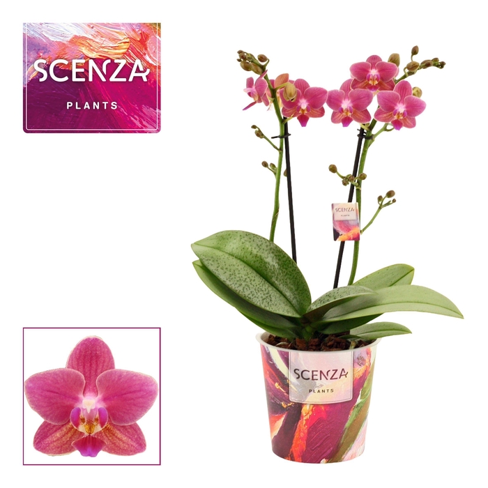 <h4>Phalaenopsis perfíum 2 tak Amorion (Scenza)</h4>