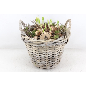 arr4 Narcis PL - Kubu mand oor 968/2