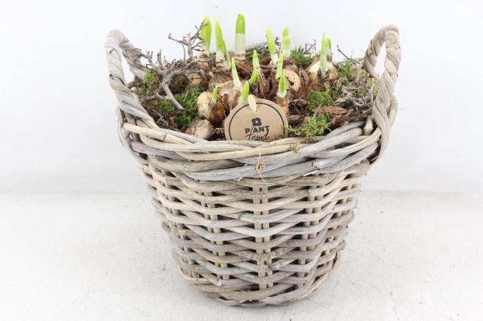 <h4>arr4 Narcis PL - Kubu mand oor 968/2</h4>