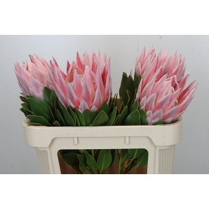 Protea Cynaroides Grande