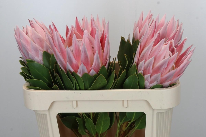 Protea Cynaroides Grande