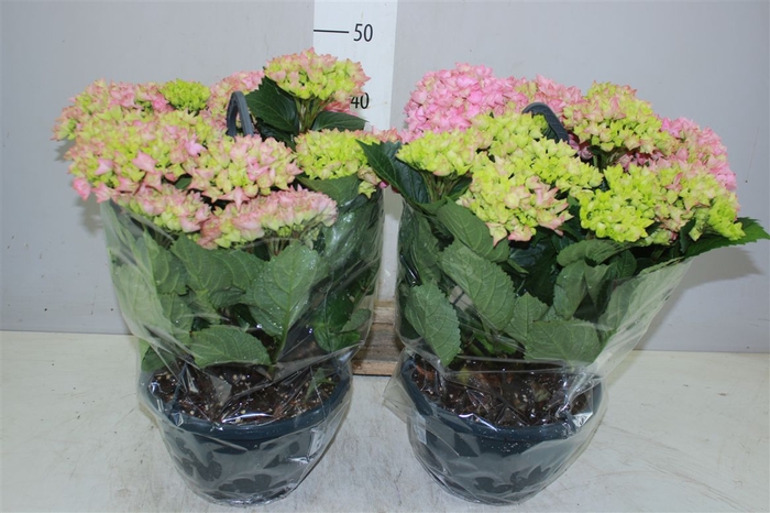 <h4>Hydrangea Hi River Pink In Hangpot</h4>