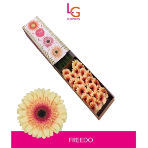 Germini Freedo Doos