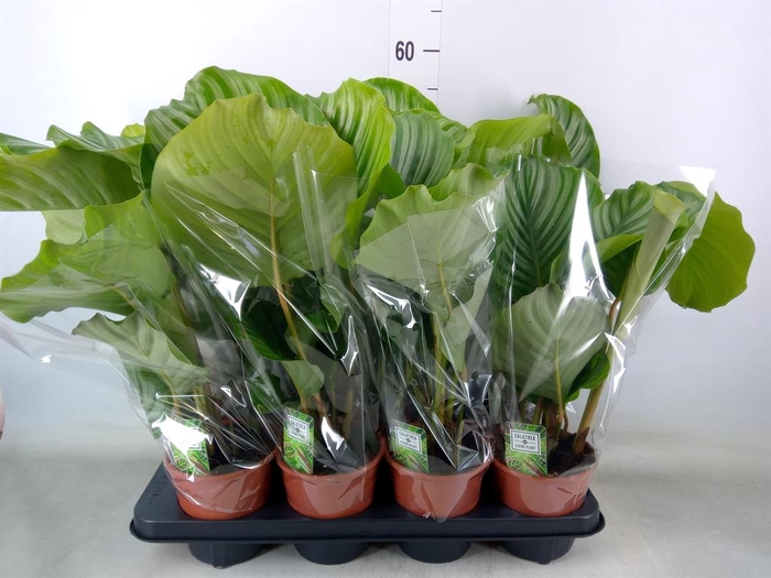 <h4>Calathea orbifolia</h4>