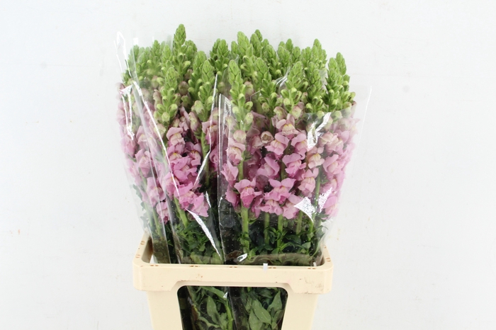 <h4>ANTIR POTOMAC LAVANDER</h4>