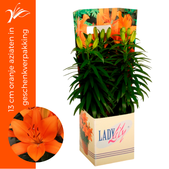<h4>Lilium oranje aziaten in geschenkverpakking (az. lelie)</h4>