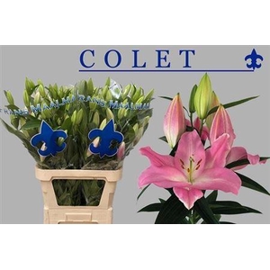 Li Or Colet 6+