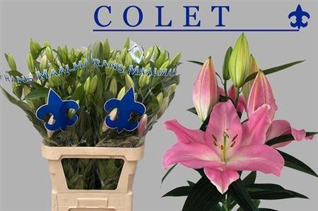 <h4>Li Or Colet 6+</h4>