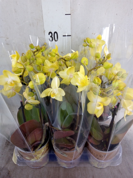 <h4>Phalaenopsis multi.   ...yellow</h4>