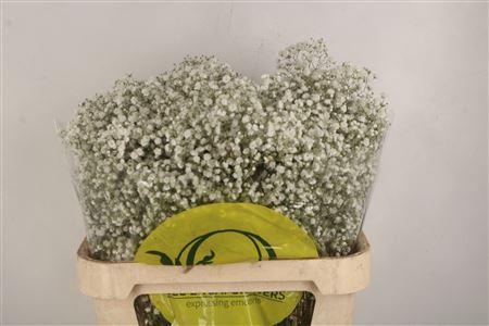 <h4>Gyps Pa Xlence</h4>