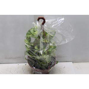 JIBOIA BRANCO PEND C21 PENDENTE