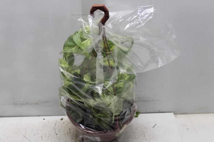 <h4>JIBOIA BRANCO PEND C21 PENDENTE</h4>