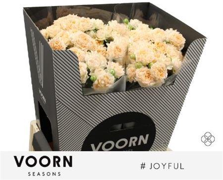 <h4>R Tr Joyful 70cm</h4>