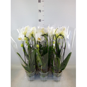 Phalaenopsis  'Elegant Cascade'