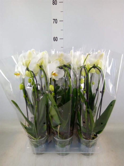 <h4>Phalaenopsis  'Elegant Cascade'</h4>