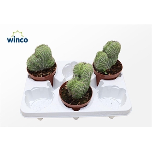 Polaskia Chichipe Cristata