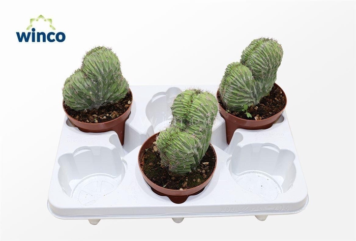 <h4>Polaskia Chichipe Cristata</h4>