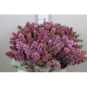 Syr V R V Horstenst 2+