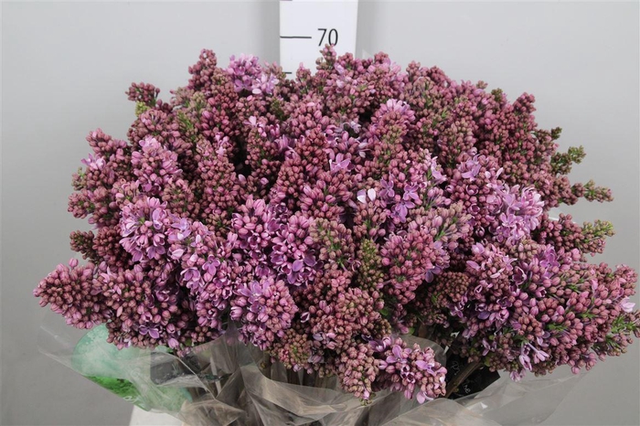 <h4>Syr V R V Horstenst 2+</h4>