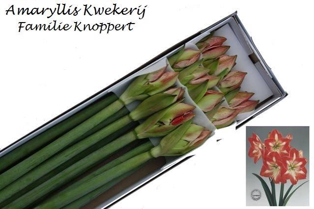 <h4>HIPP GA MINERVA x 12</h4>