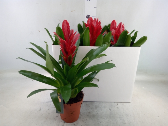 <h4>Vriesea  'Intenso Red'</h4>