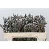 Kaaps Groen Silver Brunia