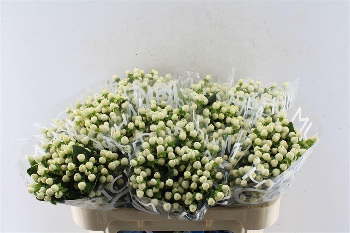 <h4>Hyp Coco Uno White</h4>