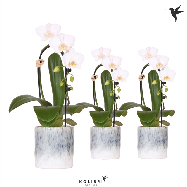 <h4>Kolibri Orchids Niagara fall white 1 spike in Sky pot</h4>