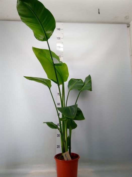 <h4>Strelitzia nicolai</h4>