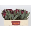 Protea Barbigera Ruby Princess Air