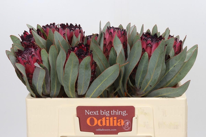 <h4>Protea Barbigera Ruby Princess Air</h4>