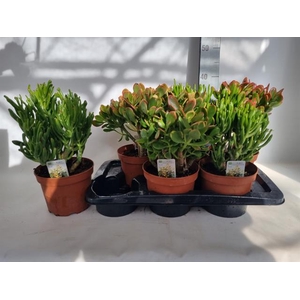 Crassula Mixed 17Ø 35cm