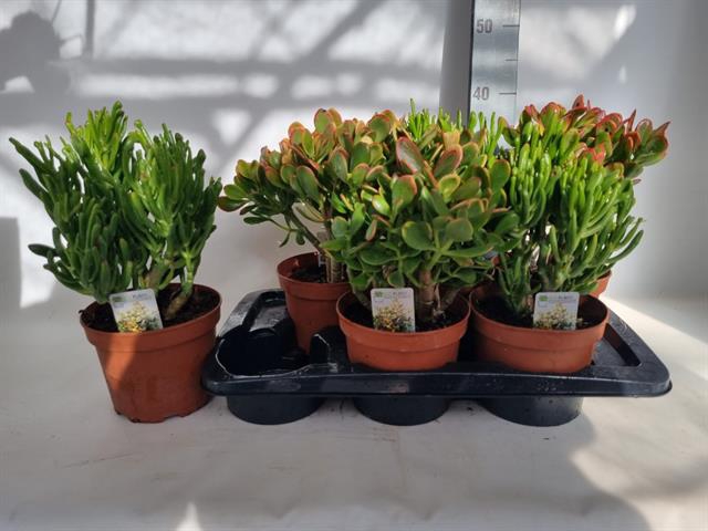 Crassula Mixed 17Ø 35cm