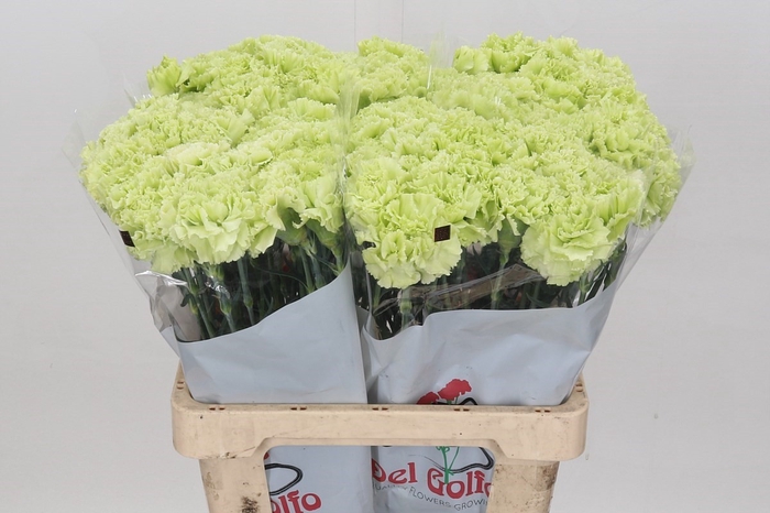 Dianthus St Goblin