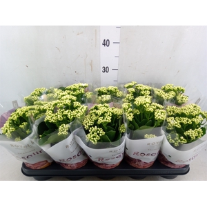 Kalanchoe blos. 'RosDon Dione'