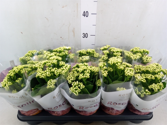 <h4>Kalanchoe blos. 'RosDon Dione'</h4>