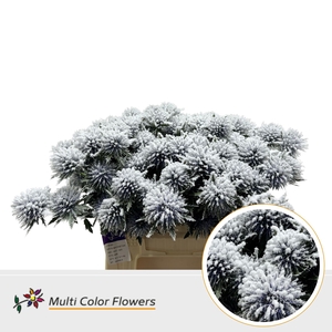 Eryngium Snow