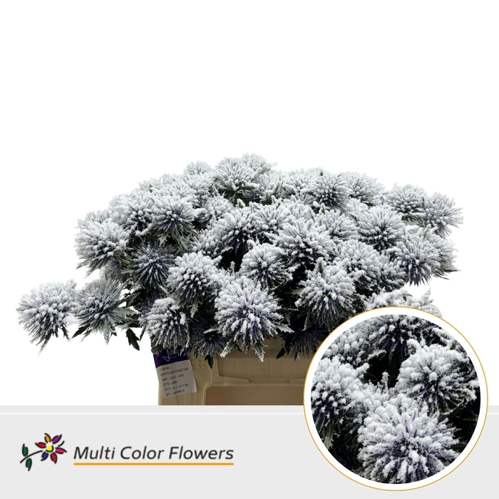 <h4>Eryngium Snow</h4>