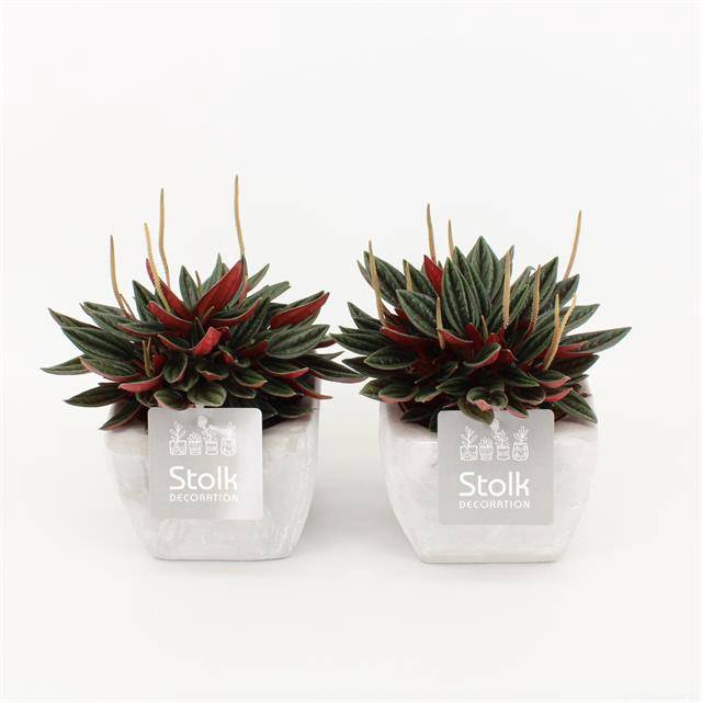 <h4>ARR PEPEROMIA ROSSO IN SQUARE STONE</h4>